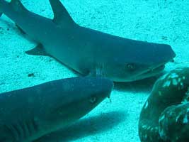 sharks at Manuleta Cocos Island