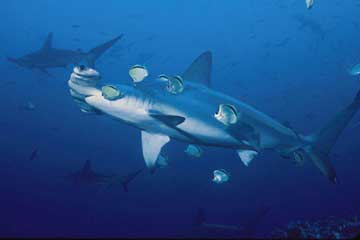 Hammerhead shark at Cocos Island