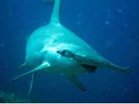 Shark at Cocos Island