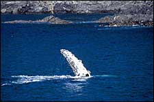 coronation humpbackS