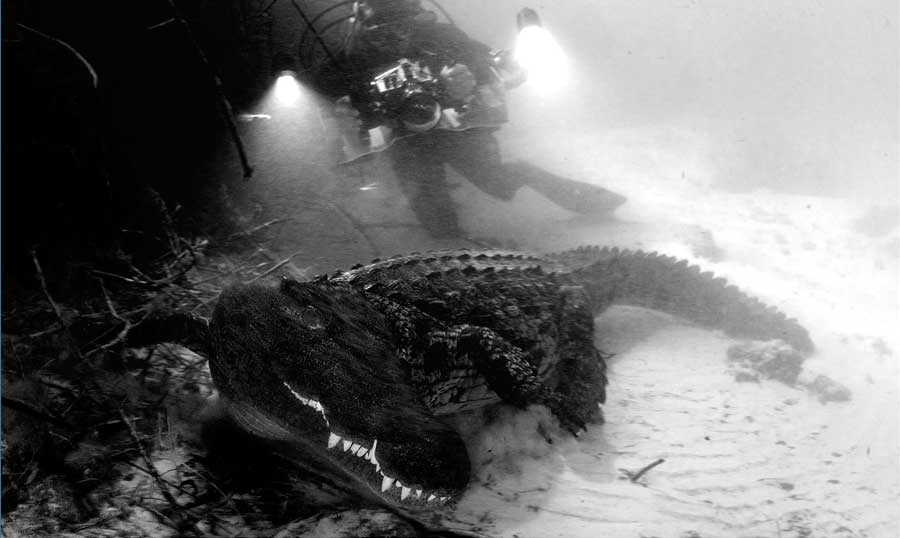 Nile Crocodile Botswana - Big Animals with Amos Nachoum - Dive Discovery