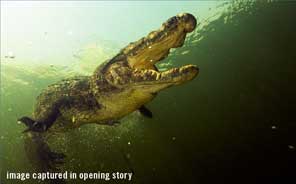 Nile Crocodile Botswana - Big Animals with Amos Nachoum - Dive Discovery