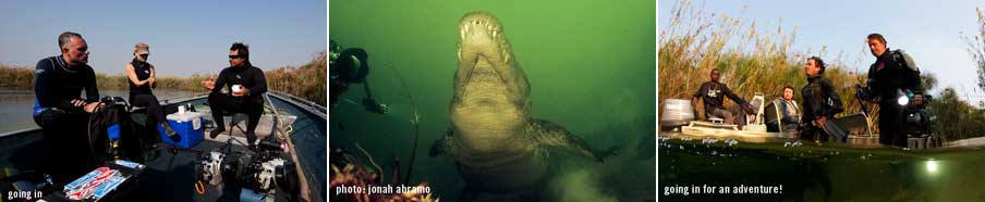 Nile Crocodile Botswana - Big Animals with Amos Nachoum - Dive Discovery