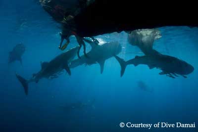 Indonesia - Dive Damai II - North of Papua - 2 back to back charters