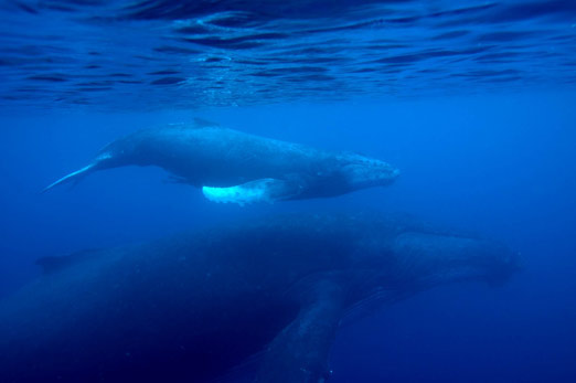 Tonga Whale Watching & Diving Tour - Dive Discovery Tonga