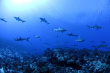 Diving with sharks in Tahiti