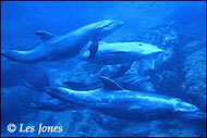 Dolphin Les Jones