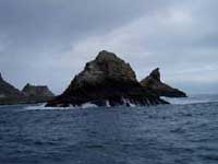 Great White Shark Cage Diving, Farallon Islands