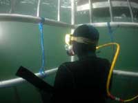 Great White Shark Cage Diving, Farallon Islands