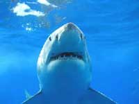 Great White Shark Cage Diving, Farallon Islands