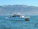 Great White Shark Cage Diving, Farallon Islands