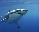 Great White Shark Cage Diving, Farallon Islands