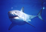 Farallon Islands diving