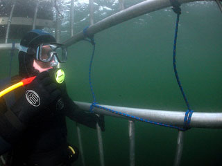 Great White Shark Cage Diving, Farallon Islands