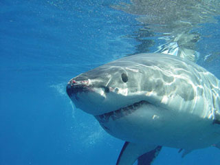 Great White Shark Cage Diving, Farallon Islands