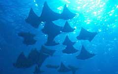 Galapagos Live Aboards