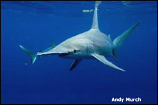 Great Hammerhead