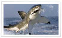 Flying Great Whites, Seal Island, South Africa, Cape Town