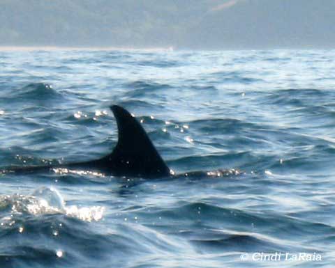 Shark Diving South Africa