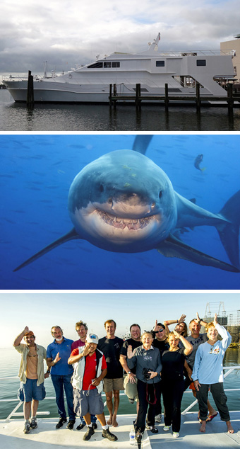 Great White Shark, Isla Guadalupe - Big Animals Expeditions with Amos Nachoum  - Dive Discovery