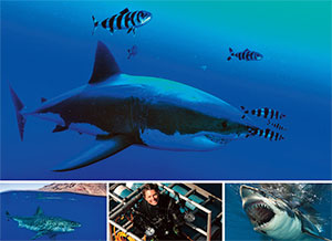 Great White Shark, Isla Guadalupe - Big Animals Expeditions with Amos Nachoum  - Dive Discovery
