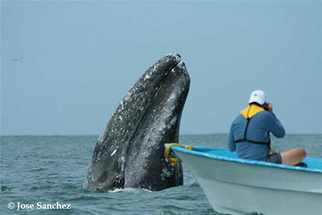 Gray Whales Watching in Baja Mexico