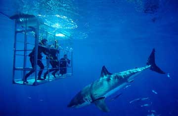 Great White Sharks of Guadalupe Mexico