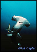 Hammerhead