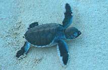 Heron Island