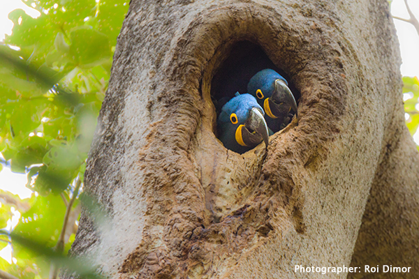 This hyacinth macaw couple was quite happy with themselves after stealing a red macaw couple’s home. - Photographer: Roi Dimor