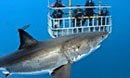 Diving with Great White Sharks