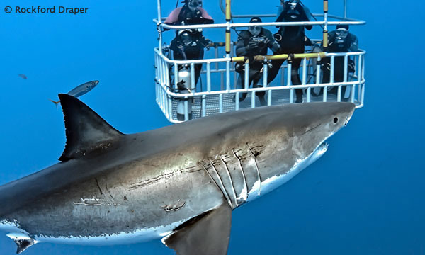 Diving with Great White Sharks