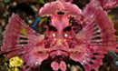 Scuba Diving Indonesia