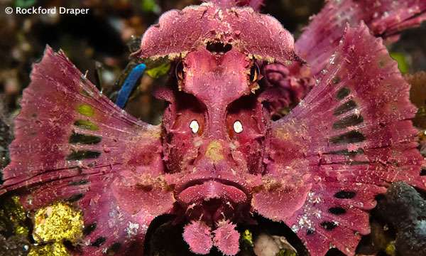Diving Indonesia