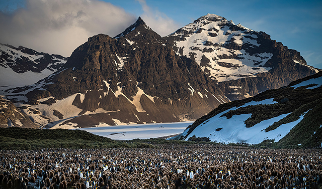 king penguins' colonies
