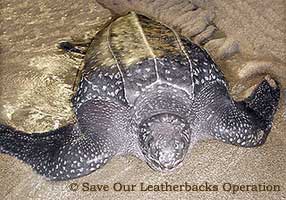 leatherback turtle nesting in Raja Ampat