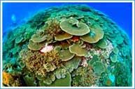 Manthiri Liveaboard - Maldives Diving
