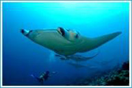 Manthiri Liveaboard - Maldives Diving