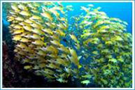 Manthiri Liveaboard - Maldives Diving