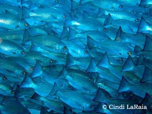 Diving in Malpelo Island, Colombia