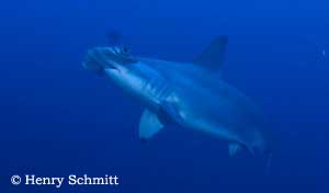Diving in Malpelo Island, Colombia
