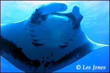 Diving Socorro Islands