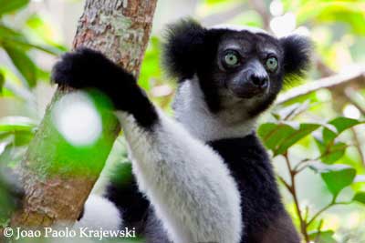 Madagascar - The Best of the Best, October 7-22 2011