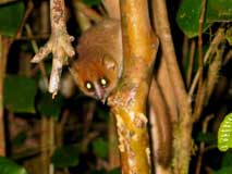 Madagascar - The Best of the Best, October 7-22 2011