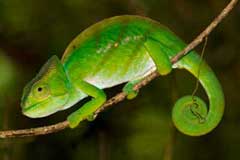 Madagascar - The Best of the Best, October 7-22 2011