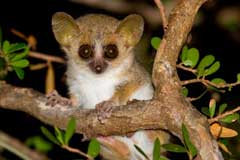 Madagascar - The Best of the Best, October 7-22 2011