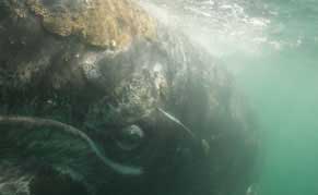 Grey Whale Watching, Baja, Mexico - Dive Discovery