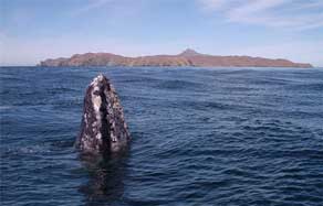 Magdalena Bay Whale Watching - Dive Discovery