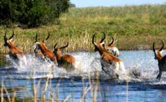 Great Migration