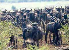 Great Migration